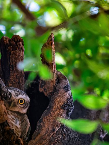 The Avian World: Portraits of Indian Birds photo 18