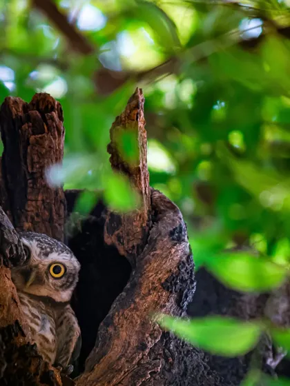 A Spotted Owlet roosting in a tree canopy, its camouflage making it almost invisible. Finding and photographing them requires a keen eye and a quiet approach.