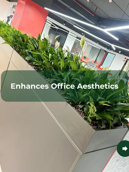 A simple addition of greenery can completely enhance office aesthetics. Here, a long, modern planter filled with lush Peace Lilies adds a touch of natural elegance and serenity to a busy workspace, demonstrating the immediate visual impact of our indoor plant designs.