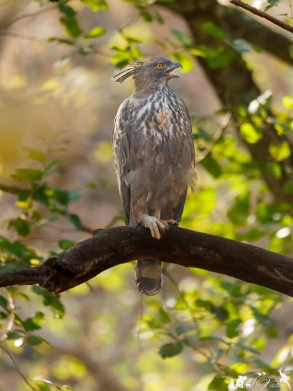 A Crested Serpent Eagle, identified by its short, broad wings and barred tail, lets out a call. These eagles are common in the forests of South Asia and are often heard before they are seen.