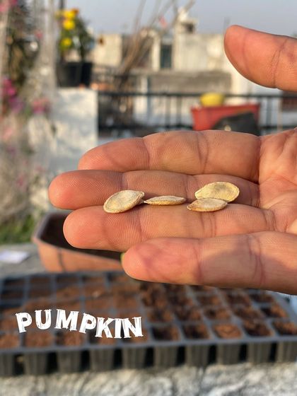 Pumpkin seeds, ready for planting. These will grow into large vines, so I plan my terrace space accordingly, often training them to grow vertically.