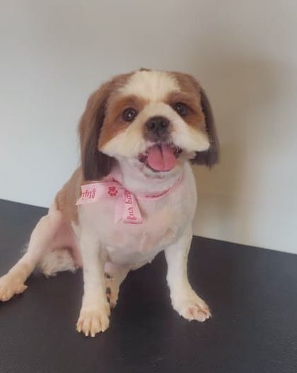 A neat summer cut for this Shih Tzu, perfect for staying cool and looking cute.