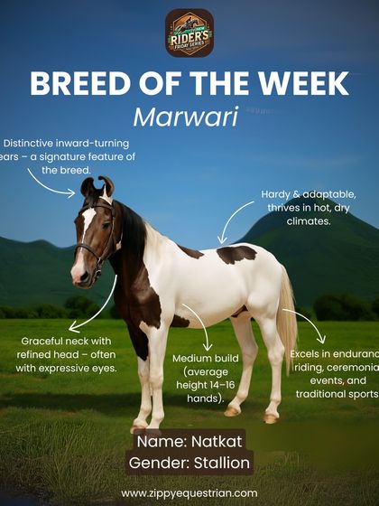 Breed of the Week: This is Natkat, our proud Marwari Stallion. This iconic Indian breed is known for its distinctive inward-turning ears and incredible endurance, and we are honored to have Natkat as part of our family.
