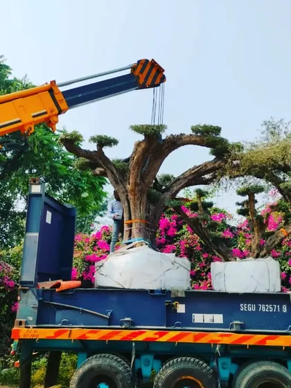 We have the equipment and expertise to handle even the most challenging tasks, like transporting and planting this massive, mature bonsai tree. Sourcing and installing such large specimen plants requires careful planning and execution, which we manage from start to finish for our clients.