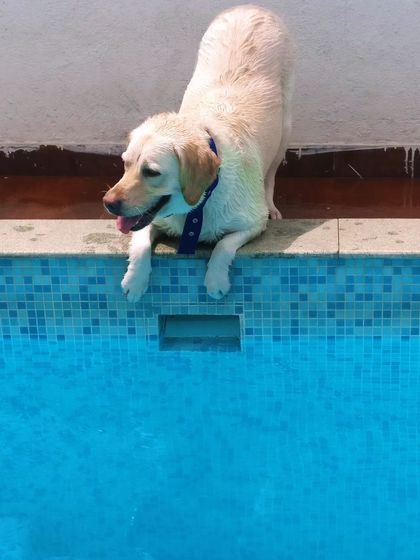 This little one is just getting started. It's okay to be hesitant, and I'm always here to help nervous dogs feel safe.