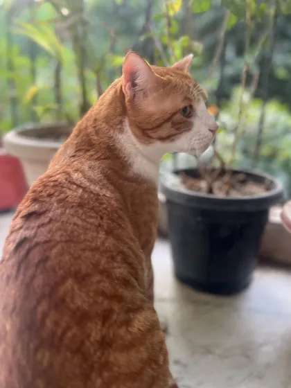 Jarvis enjoying the view from the balcony. He's a seasoned guest who knows all the best spots.