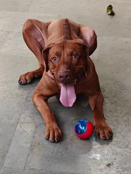 Meet Eiro, a crazy 8-month-old Rhodesian Ridgeback. He's enrolled for obedience training. He's full of energy and has no idea how big and strong he is, so control is essential.