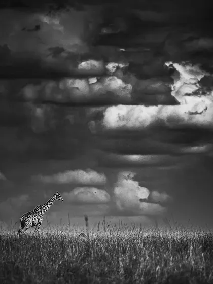 A lone giraffe against a dramatic, cloudy sky in the Masai Mara. This black and white image creates a feeling of solitude and timelessness on the African plains.