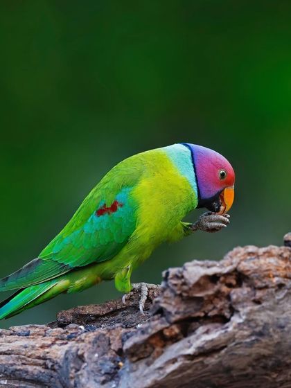 A male Plum-headed Parakeet forages on a mossy log. The rich green of the moss complements the vibrant greens and purples of the parakeet.