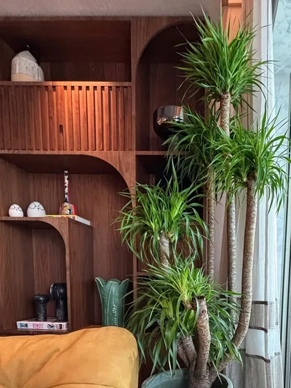 Dracaenas are true chameleons. With their sculptural stems and lush green crowns, they blend right into any interior like a piece of art. Here, this plant softens the space, adds height, and instantly makes the room feel more put together.