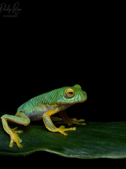 The Anaimalai Gliding Frog, also known as the "Green Tiger" for its striking juvenile stripes. These markings fade as it ages, making this shot of a young one special.
