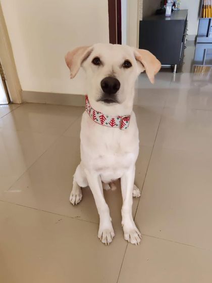 PL Paws - Dog Adoption Services Happy Tails: Our Adoptees in Their Forever Homes photo 141