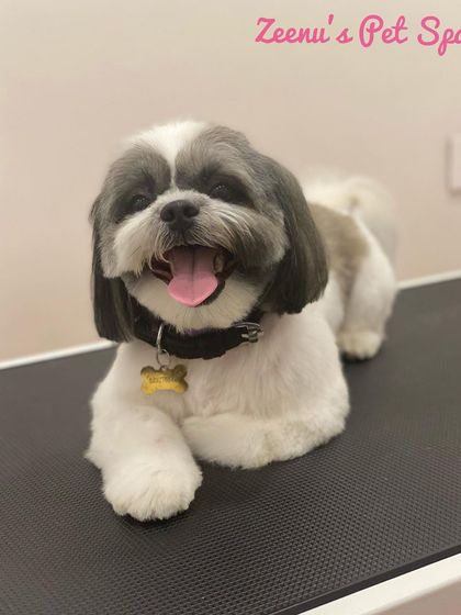 Zeenu's Pet Spa - Dog Grooming & Spa Breed-Specific Styling: Shih Tzu, Lhasa & More photo 5