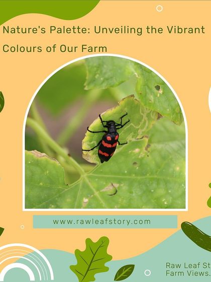 We see insects like this blister beetle not as pests, but as part of a balanced ecosystem. A healthy, biodiverse farm has a natural way of keeping things in check, which is a core principle of organic agriculture.