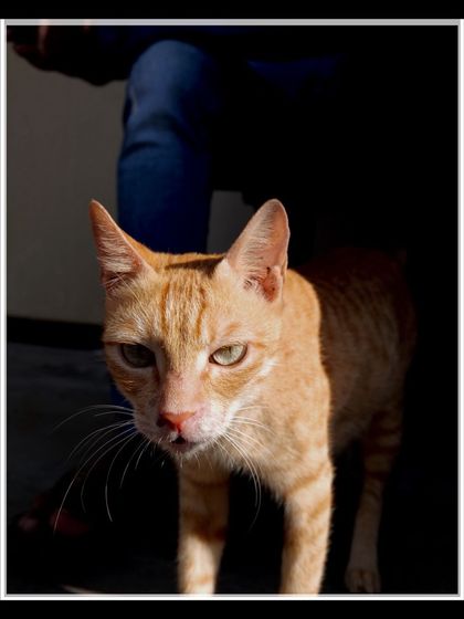 Manya Upadhyay - Travel & Documentary Photography Wildlife Encounters photo 28