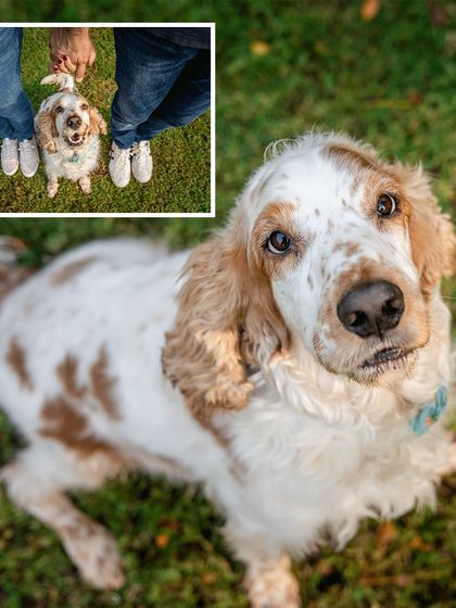 A beautiful close-up portrait of Chase the cocker spaniel, looking up at the camera with soulful eyes during his outdoor family session.