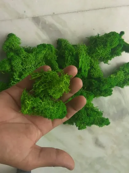 Holding a piece of our preserved moss to show its texture and quality. We supply this in bulk for projects of any scale.