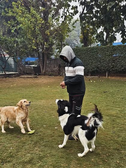 Our staff member engaging with a Golden Retriever and a Border Collie, ensuring playtime is structured and fun.
