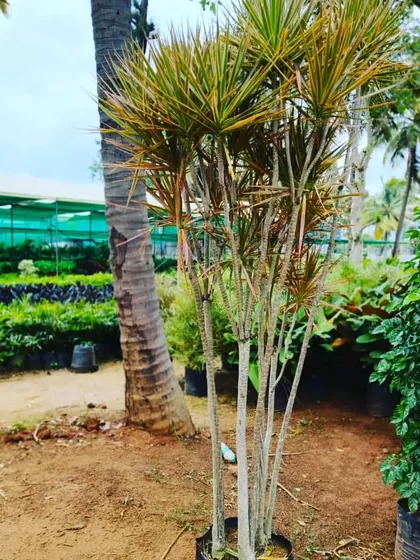 I have access to a large nursery network to find the exact plants you need. This picture shows some of the variety available, from tall decorative plants to hedges and shrubs.