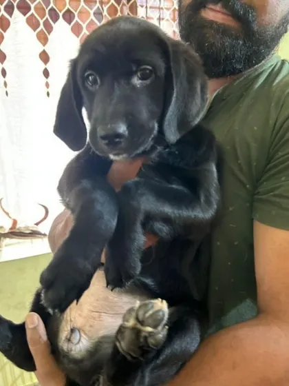 ADOPTED! Another shot of the sweet black puppy who is now with her new family.