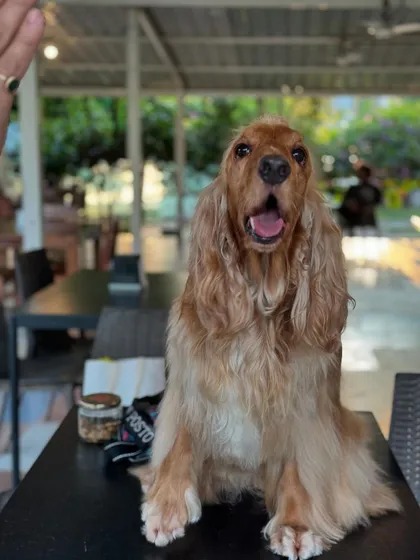 Posto patiently waiting for his treats at the cafe table.