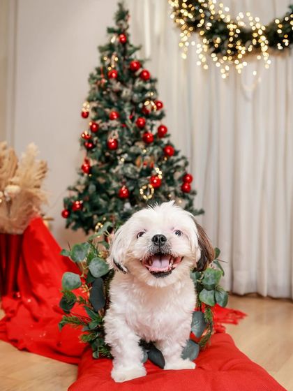 Priyanka - Themed & Special Occasion Pet Photography Holiday Adventures photo 7