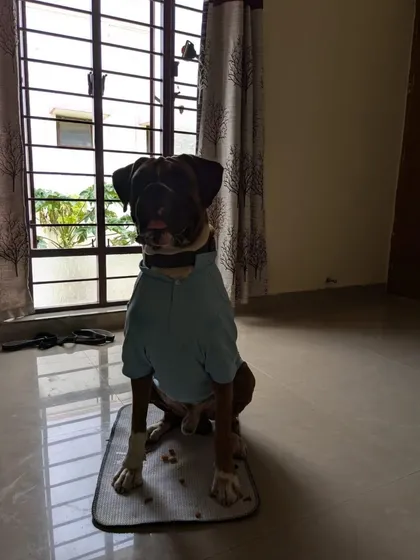 Loki looking dapper in a blue polo shirt. He is a well-behaved boy.