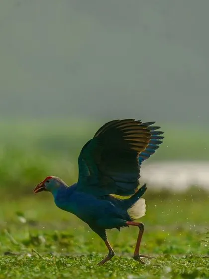 A Grey-headed Swamphen runs across a grassy bank, its iridescent blue and purple plumage shining in the light.