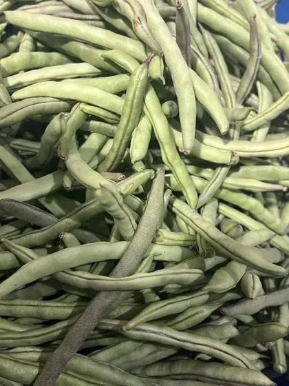 More of the fresh green beans, ready for delivery. Perfect for a simple stir-fry or adding to a mixed vegetable curry.
