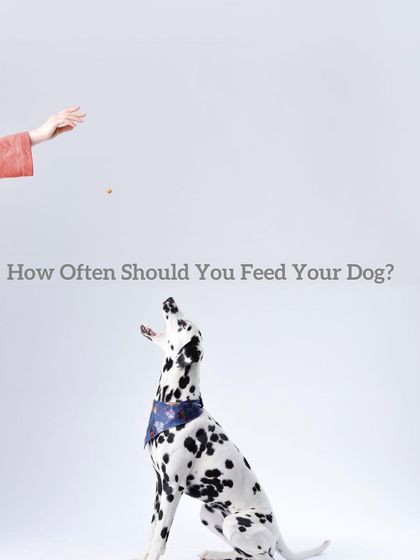 Proper nutrition is key to a healthy dog. Here we share some expert advice on feeding schedules to help you establish a healthy routine for your pet at home.