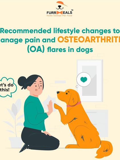 Simple lifestyle changes can make a huge difference for a dog with osteoarthritis. This series shows practical tips like using raised food bowls to make eating more comfortable and avoiding high-impact games that can worsen joint pain.