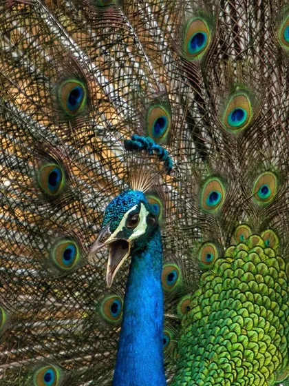 A close-up of a calling Indian Peafowl, its head framed by the "eyes" of its magnificent train.