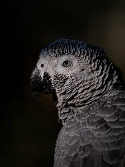 Look at the intricate scalloped pattern on this African Grey Parrot's feathers. My goal is to reveal these tiny, beautiful details that are often missed. This is more than a pet picture; it's a study of texture, light, and personality.