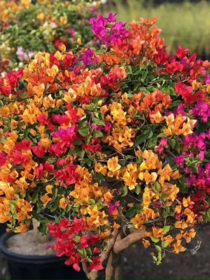 Bring a riot of color to your garden or terrace with our stunning Bougainvillea. We stock a variety of vibrant, hardy outdoor plants that thrive in the local climate.