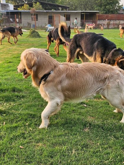 A beautiful shot of our diverse pack, including a Golden Retriever and German Shepherds, enjoying the open space. This is the freedom and happiness we promise.