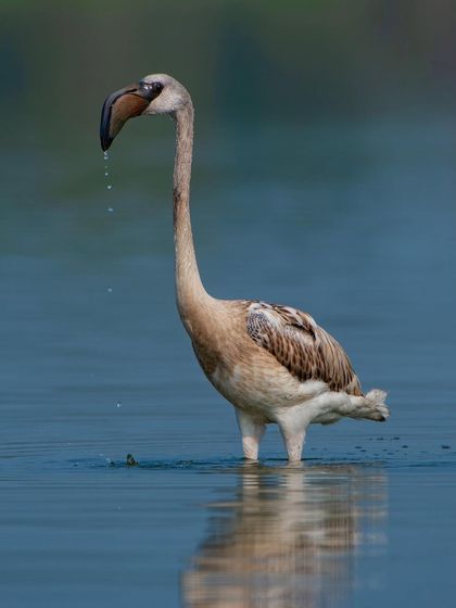 A portrait of a juvenile flamingo, or 'Chota Rohit', as it wades through the water. Even the young birds have a unique charm and make for great photo subjects.