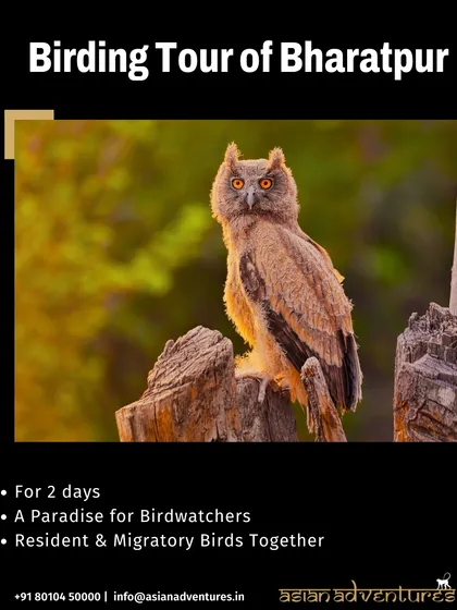 An Indian Eagle-Owl, with its piercing orange eyes, is a magnificent nocturnal predator we often find on our Bharatpur birding tours. This 2-day trip is a perfect short getaway for birdwatchers.
