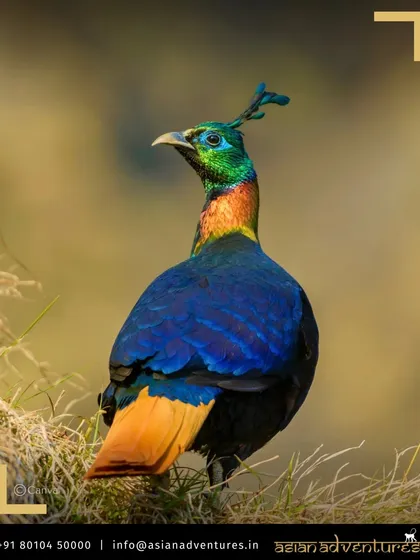 The iridescent plumage of a male Himalayan Monal, the "bird of nine colors," shines in the alpine meadows. Our Himalayan birding tours in places like Chopta offer dedicated opportunities to find and photograph such spectacular high-altitude species.