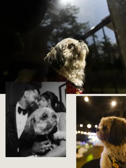 A collage dedicated to the furry friend, showing the dog's perspective and its special place in the couple's celebration.