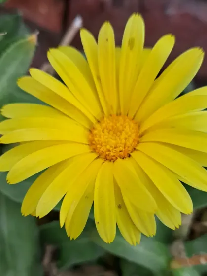 Bhardwaj - Urban Gardening Consultation A Riot of Colorful Flowers photo 136