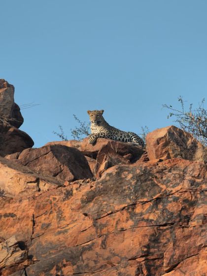 A majestic leopard spotted in the Aravallis. This is the incredible wildlife we are working to protect by keeping their habitat clean and undisturbed.