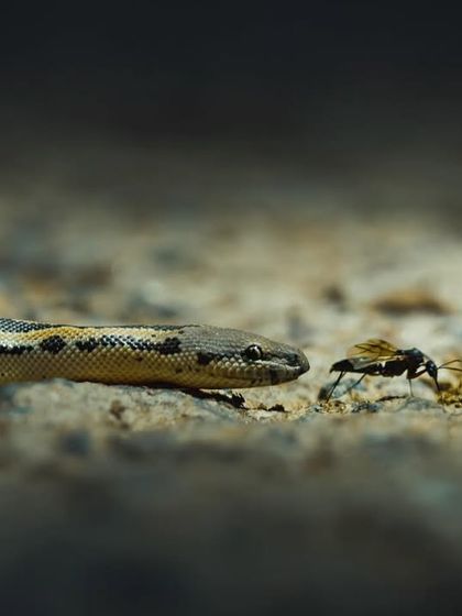 A Common Sand Boa, photographed during one of our photowalks. For many participants, this was their first time exploring this field of wildlife photography.