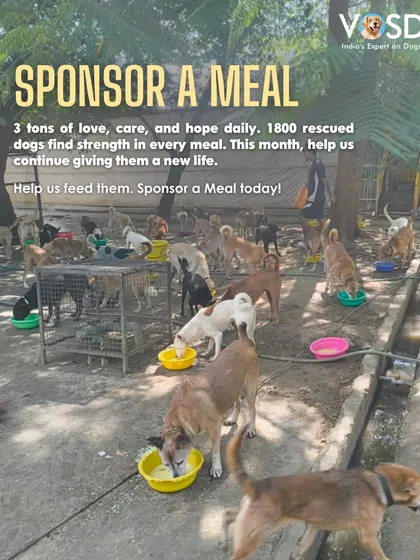 Sponsoring a meal is one of the most direct ways you can help. Every bowl we fill is a bowl of hope, providing the strength and nourishment our rescued dogs need to recover and thrive.