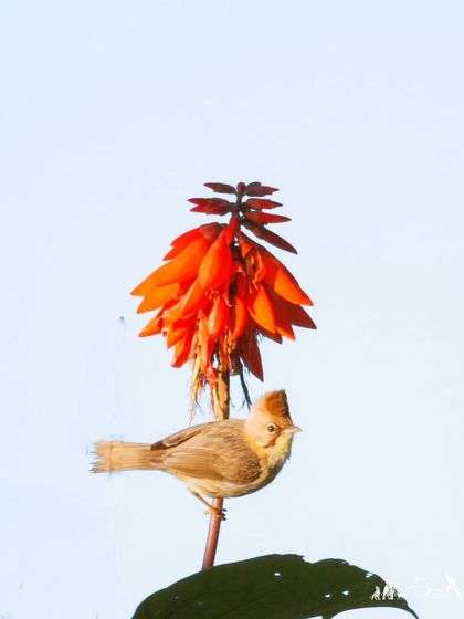 A Black-chinned Yuhina perched on a vibrant flower, likely feeding on nectar.