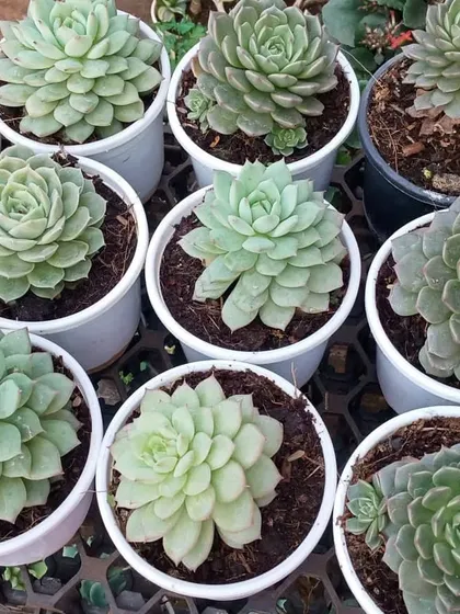 A tray of assorted Echeveria succulents, each in its own pot. I sell them individually, so you can pick your favourites to start or expand your collection of these hardy plants.