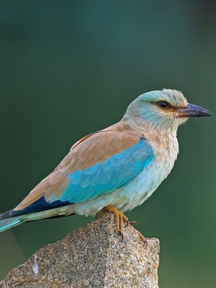 A European Roller, a beautiful migratory bird with shades of blue and brown.