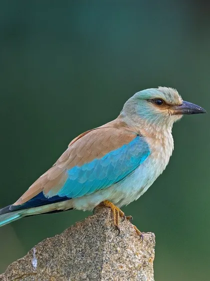 A European Roller perched on a stone marker. Its plumage is a subtle mix of pastel blues and browns, a beautiful sight against the green background.