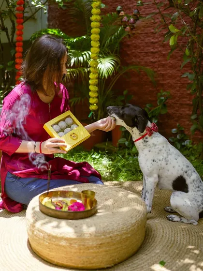 The beautiful bond of Raksha Bandhan, shared with a furry sibling. Here, a pet parent celebrates with our special Rakhi hamper, complete with delicious dog-friendly ladoos.
