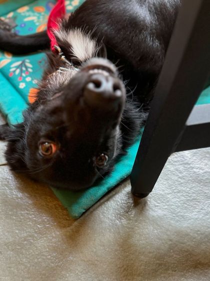 Shifu showing off his playful side, looking at the world from a different angle.