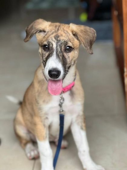 A clear, happy shot of Reva, the gorgeous little pupper. She's a bundle of joy waiting for the right person to come along.